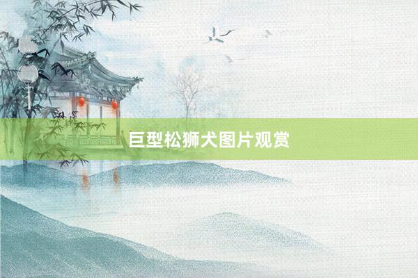 巨型松狮犬图片观赏