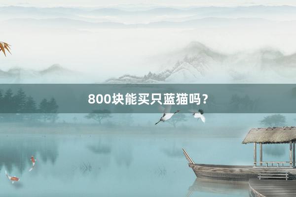 800块能买只蓝猫吗？