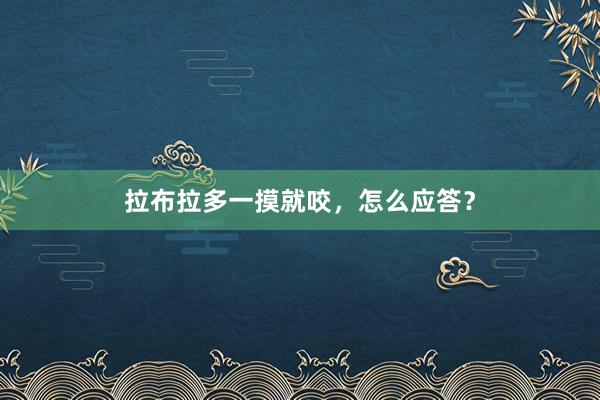 拉布拉多一摸就咬，怎么应答？